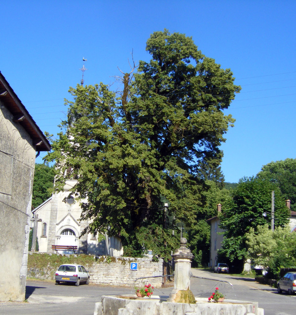 Le tilleul Saint-Maurice en 2008